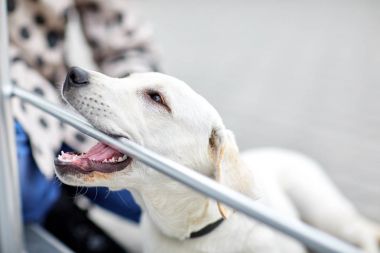 Sevimli bir sokakta yürürken labrador köpek. Evde beslenen hayvan kavramı.