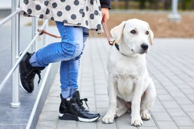Bir sevimli köpek labrador sokakta siting. Evde beslenen hayvan kavramı.