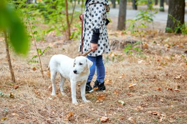 Açık havada sahibi ile oynayan bir yakın köpek. Hayvan kavramı.