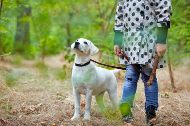 Açık havada sahibi ile oynayan bir yakın köpek. Hayvan kavramı.