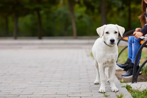 Hermoso perro blanco divirtiéndose en el parque. Concepto de mascota . — Foto de Stock