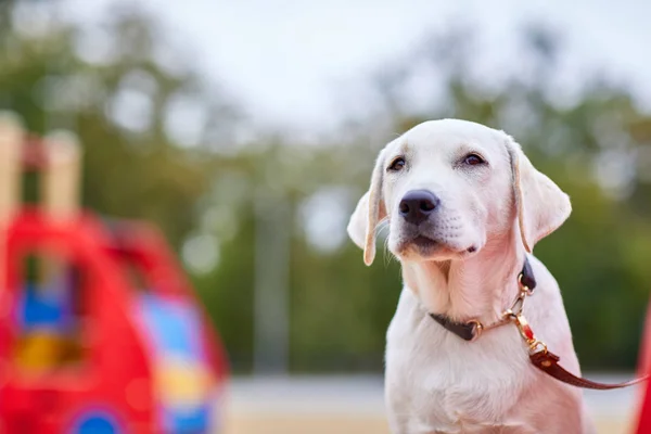 Hermoso perro blanco divirtiéndose en el parque. Concepto de mascota . — Foto de Stock