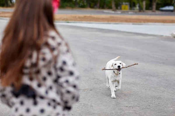 Cutie perro jugando con palo de madera en el fondo natural. Concepto de mascota . — Foto de Stock