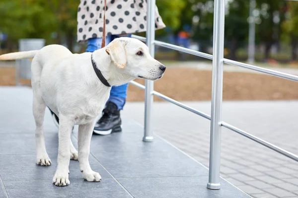 Un lindo perro labrador de pie en la calle. Concepto de mascota . — Foto de Stock