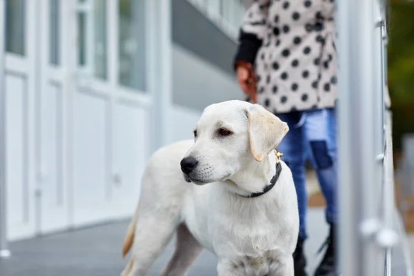 Un lindo perro labrador de pie en la calle. Concepto de mascota . — Foto de Stock