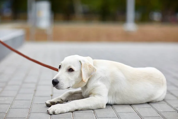 Un lindo perro labrador tirado en la calle. Concepto de mascota . — Foto de Stock