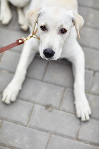 Un lindo perro labrador tirado en la calle. Concepto de mascota . — Foto de Stock