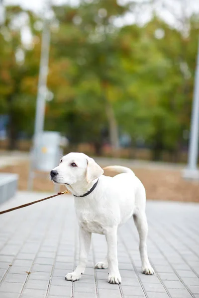 Um labrador de cães giro parado na rua. Conceito de animal . — Fotografia de Stock