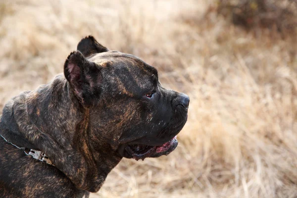 Un gran perro pitbull lindo paseando al aire libre. Concepto animal . —  Fotos de Stock