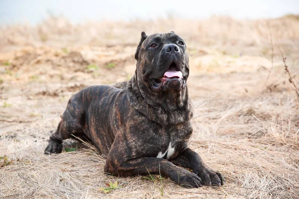 Un gran perro pitbull lindo paseando al aire libre. Concepto animal . —  Fotos de Stock