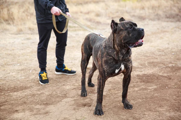 Fuerte perro increíble pasear con el propietario al aire libre. Concepto de mascota . —  Fotos de Stock