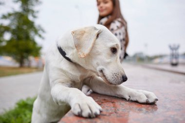 Açık havada sahibi ile oynayan bir yakın köpek. Hayvan kavramı.
