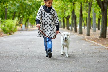 Açık havada sahibi ile oynayan bir yakın köpek. Hayvan kavramı.
