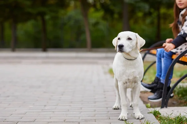 Hermoso perro blanco divirtiéndose en el parque. Concepto de mascota . — Foto de Stock