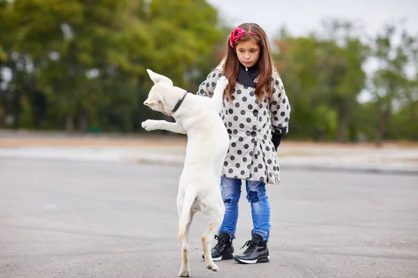 Güzel genç kız açık havada köpekle oynamayı. Evde beslenen hayvan kavramı.