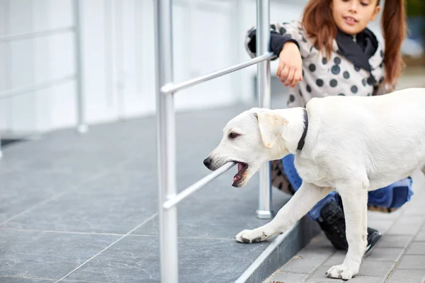 Un lindo perro labrador paseando por la calle. Concepto de mascota . — Foto de Stock