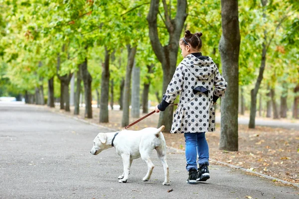 Un perro guapo jugando con el dueño al aire libre. Concepto animal . — Foto de Stock