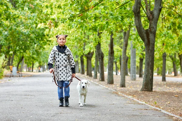 Un perro guapo jugando con el dueño al aire libre. Concepto animal . — Foto de Stock