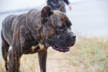 Sahibi ile açık havada yürüyen şaşırtıcı pitbull köpek. Evde beslenen hayvan kavramı.