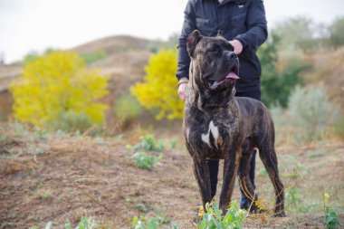 Sahibi ile açık havada yürüyen şaşırtıcı köpek. Evde beslenen hayvan kavramı.
