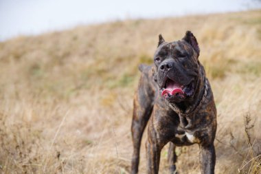 Yalnız açık havada yürüyen şaşırtıcı pitbull köpek. Evde beslenen hayvan kavramı.