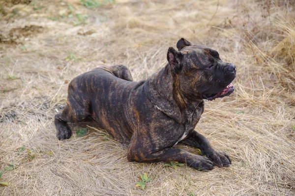 Ein großer süßer Pitbull-Hund, der auf dem Waldsand im Freien liegt. Tierkonzept. — Stockfoto