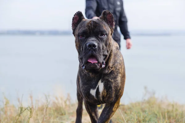 Increíble perro pitbull paseando con el propietario al aire libre. Concepto de mascota . —  Fotos de Stock