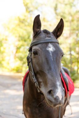 Doğadaki at. Bir atın portresi, kahverengi at.