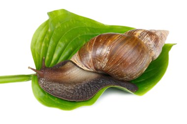 Bir çiçek bir yaprak üzerinde bir salyangoz. Beyaz arka plan üzerinde izole.