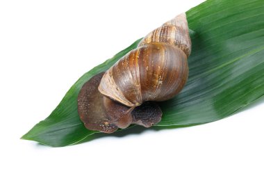 Bir çiçek bir yaprak üzerinde bir salyangoz. Beyaz arka plan üzerinde izole.