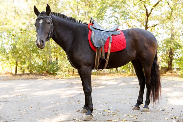 Koń. Brązowy koń z czerwonym siodle w parku. — Zdjęcie stockowe