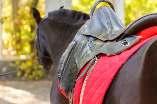 Koń. Brązowy koń z czerwonym siodle w parku. — Zdjęcie stockowe