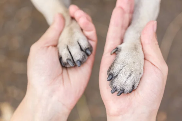 Uma vista superior em cães patas em mãos humanas. Conceito animal . — Fotografia de Stock