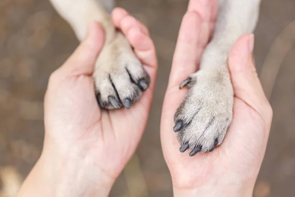 Üstten Görünüm köpekler üzerinde insanlarda eller paws. Hayvan kavramı.