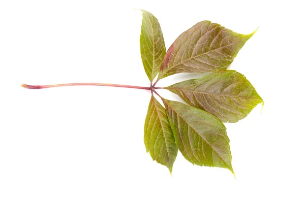 Groene blad van een kastanjeboom geïsoleerd op witte achtergrond. — Stockfoto