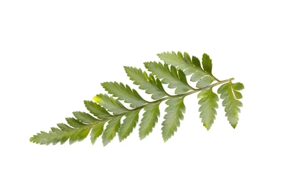 Groene blad van een boom van de fern geïsoleerd op witte achtergrond. — Stockfoto