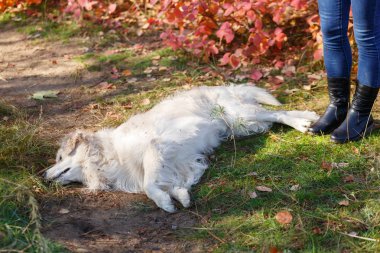Parkta yürüyen güzel tatlı köpek. Evde beslenen hayvan kavramı.