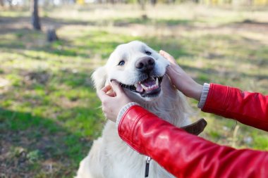 Sahibi ile açık havada yürüyen güzel gülümseyen köpek. Evde beslenen hayvan kavramı.