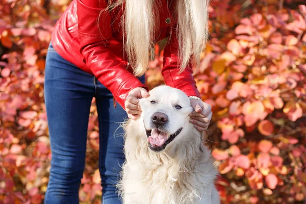 Hermoso perro sonriente paseando con el propietario al aire libre. Concepto de mascota . — Foto de Stock