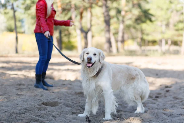 Hermoso perro lindo paseando con el propietario al aire libre. Concepto de mascota . — Foto de Stock