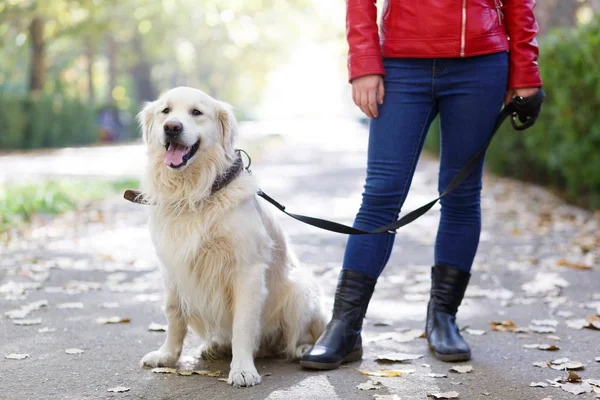 屋外の所有者と一緒に歩いている美しいキューティーハニー犬。ペットの概念. — ストック写真