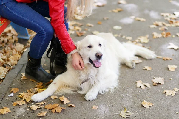 Hermoso perro lindo paseando con el propietario al aire libre. Concepto de mascota . — Foto de Stock