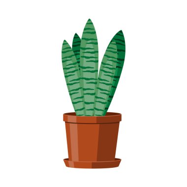 Yeşil kaktüs Sansevieria kahverengi bir tencerede. Çiçekli houseplant. Beyaz arka plan üzerinde vektör çizim.