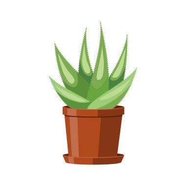 Kahverengi bir tencerede Aloe kaktüs. Çiçekli houseplant. Beyaz arka plan üzerinde vektör çizim.