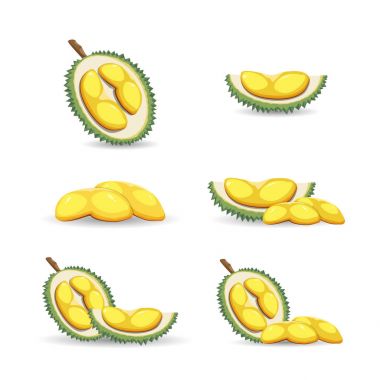 Beyaz bir arka plan üzerinde izole tropikal durian meyve yarısı. Taze ve organik durian meyvesi. Vektör çizim.