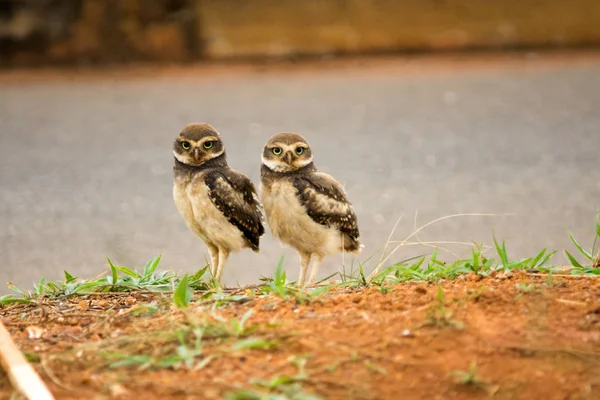 Bebek Brezilyalı oyuk baykuşları