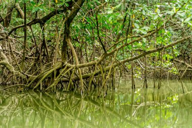 Amazon mangroves