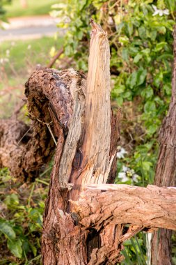 Küçük bir ağaç fırtınada ikiye ayrılıp devrildi. Rüzgârlı bir fırtınada.
