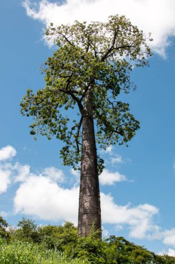Şişe şekli olan ve Brezilya 'nın Savannas veya Cerrados' unda yetişen dev Cavanillesia Umbellata Ağacı