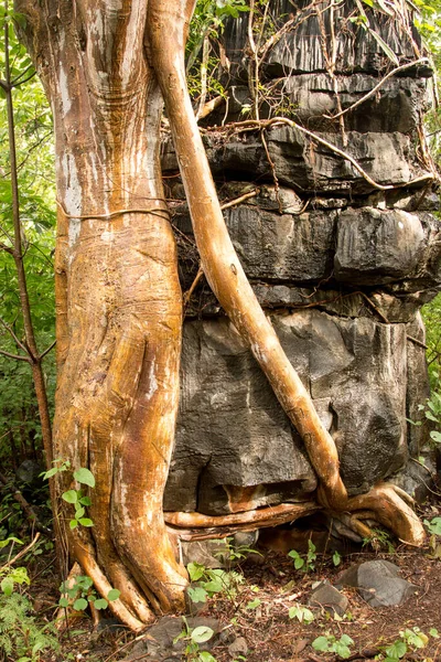 ブラジルのサバンナ州のハイキングコースで発見された巨大な岩の側から成長した木 ガイアス州 — ストック写真